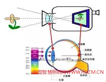眼部組職功能與相機結(jié)構(gòu)做對照