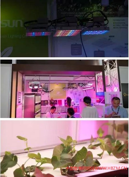 中國智慧照網(wǎng)植物照明