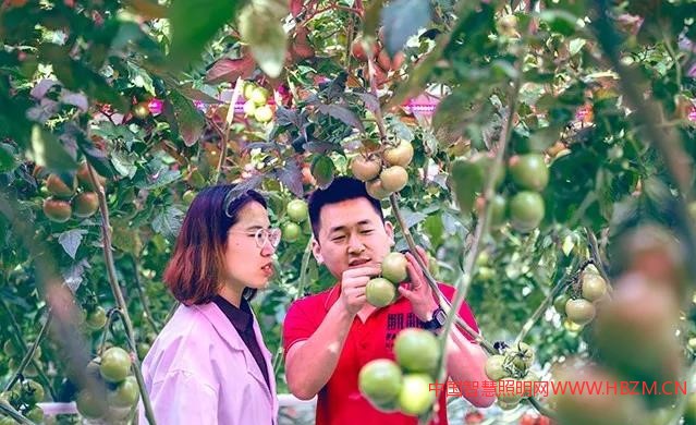 飛利浦GreenPower LED 補(bǔ)光系統(tǒng)---中國智慧照明網(wǎng)