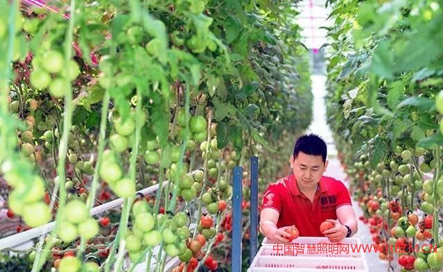 飛利浦GreenPower LED 補(bǔ)光系統(tǒng)---中國智慧照明網(wǎng)