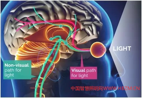 以人為本的照明